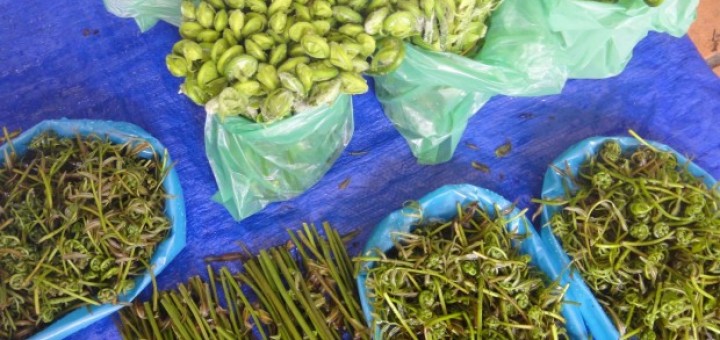 Fiddlehead ferns and shoots of jungle plants laid out on a blue tarpaulin. Kapit, Sarawak, Borneo, Malaysia.
