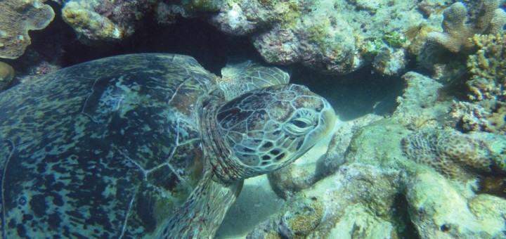 Sea turtle grazing amid coral. Pulau Derawan, Indonesia.