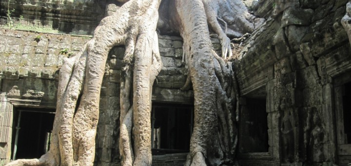 Giant tree roots grow down over the ancient monastery of Ta Prohm, near Angkor Wat, Cambodia.