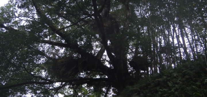 Trees silhouetted against twilit sky. Baby graves, Pana, Tana Toraja, Sulawesi, indonesia.