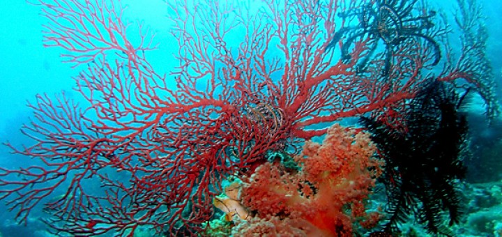 tendrilly fan corals in scarlet and orange off halmahera, indonesia