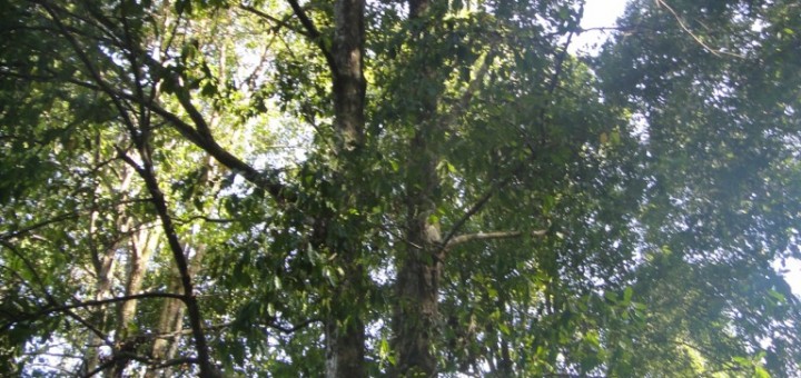 light shining through clove trees on pulau ternate, maluku, indonesia