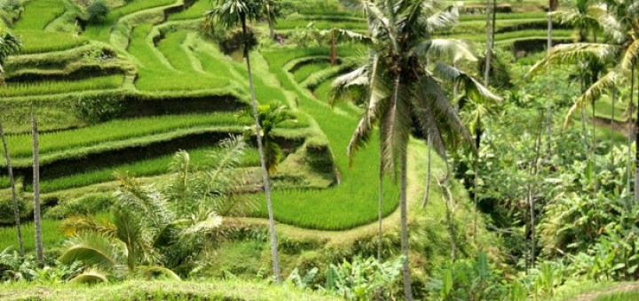 Yves Picq's image of Rice terraces in Bali
