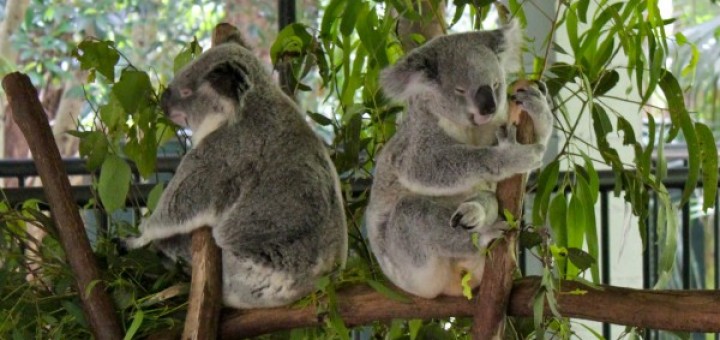 pair of koalas at australia zoo