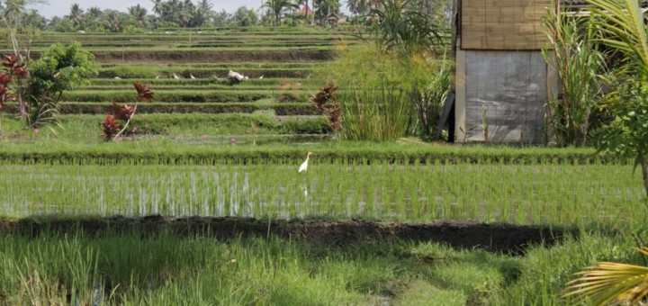 Rice paddies and a house in Ubud, Bali
