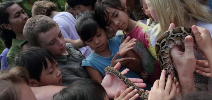 Class lesson on snakes: children handling a reticulated python.