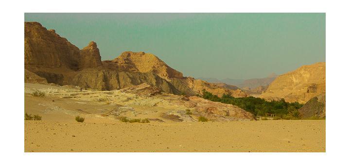 Ein Khudra oasis in the Sinai Desert, Egypt.