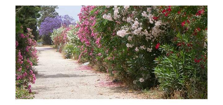avenue of flowers in the Al-Bass historical site at Tyre, Lebanon.