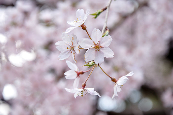 Cherry Blossom Cherry blossoms in Japan.