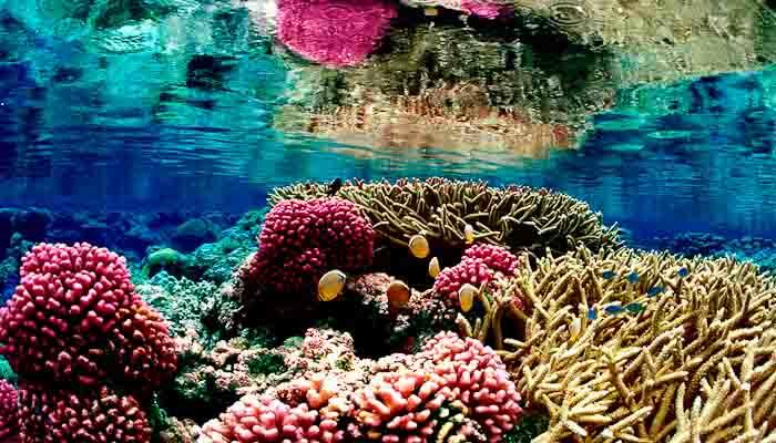 Clownfish on a coral reef.