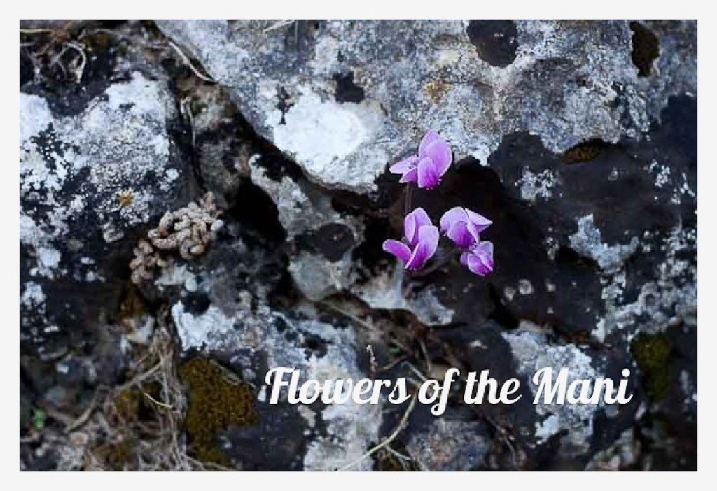 Postcards-from-the-Mani-Greece-7 Cyclamens in the Viros Gorge, the Mani, Greece.