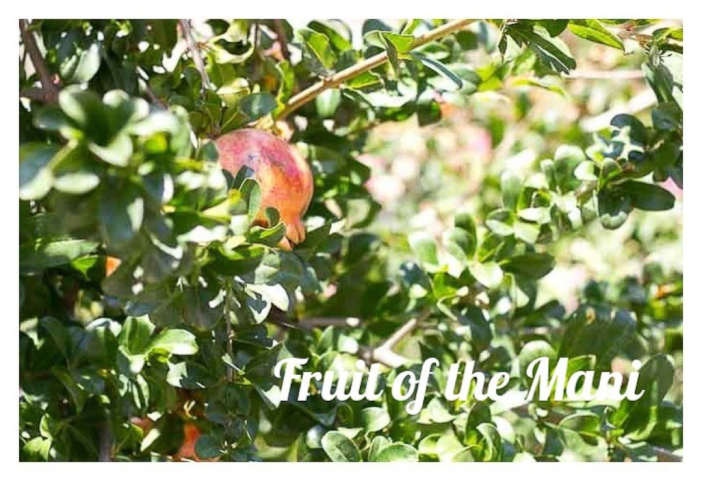Postcards-from-the-Mani-Greece-8 Pomegranates ripening in the Mani, Greece.