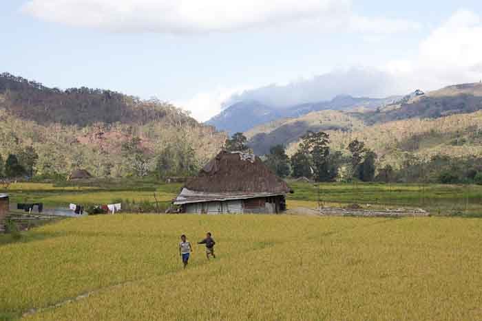 Cottage in the fields of Timor Leste, with children playing.