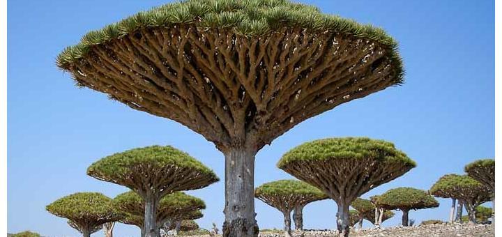 Dragonblood trees on Socotra, Yemen.