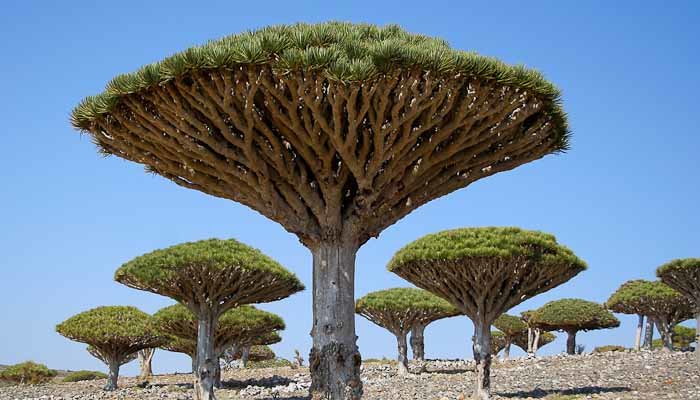 Socotra Dragonblood trees on Socotra, Yemen.