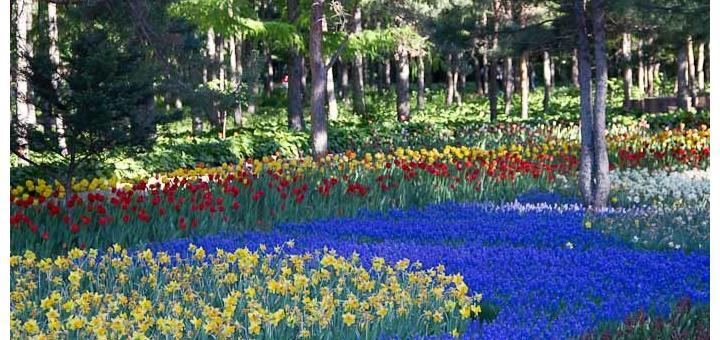 Daffodils and tulips at the botanical gardens, harbin.