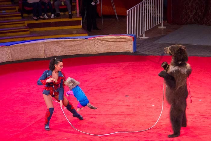 Poodle skipping on a rope turned by a dancing bear.