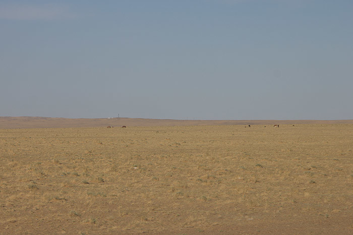 Sand and horses in outer Mongolia.
