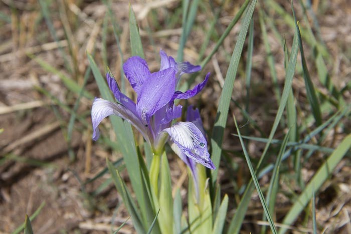 Purple wildflower in Xanadu.