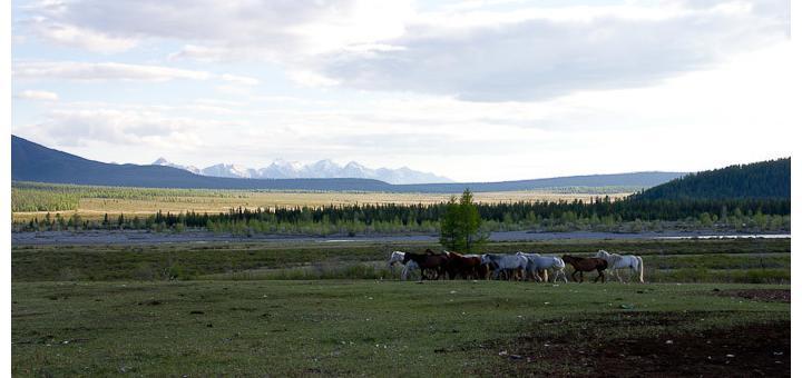 Horses, mountains and fresh grass en route to the Darkhad Depression, Mongolia.