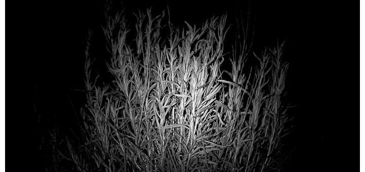 Torchlight plants by Nic McPhee.