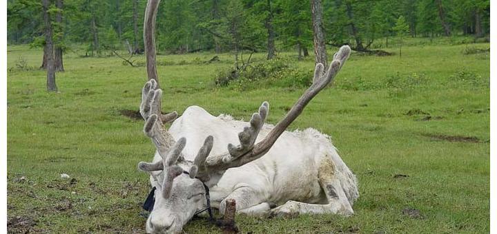 White reindeer image by Lien Vinh Thai