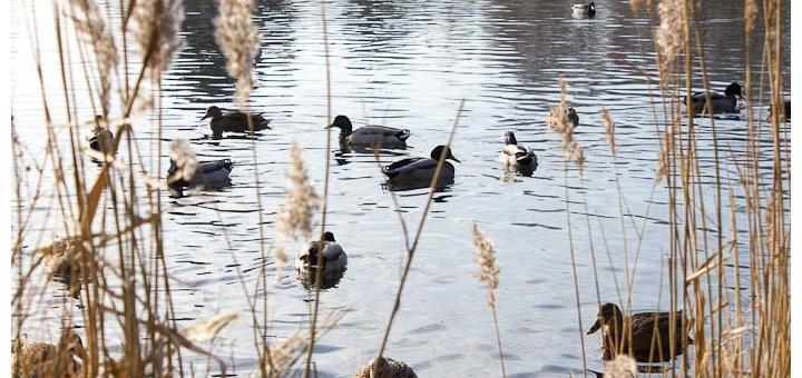 Ducks on a lake in rural Norfolk.