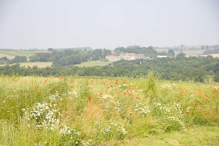 Fields of Wildflowers.