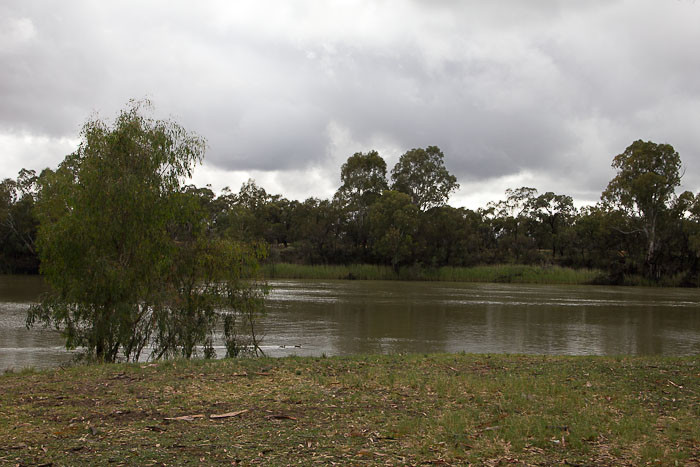 Australia - Gum Trees