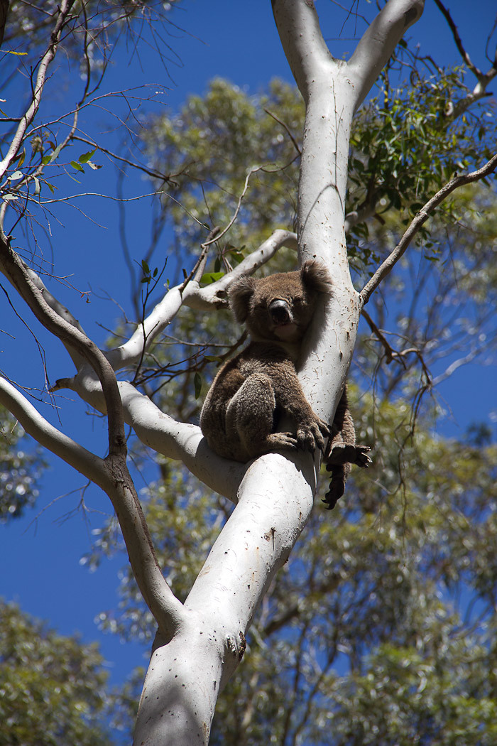 Wild koala in the Adelaide Hills.