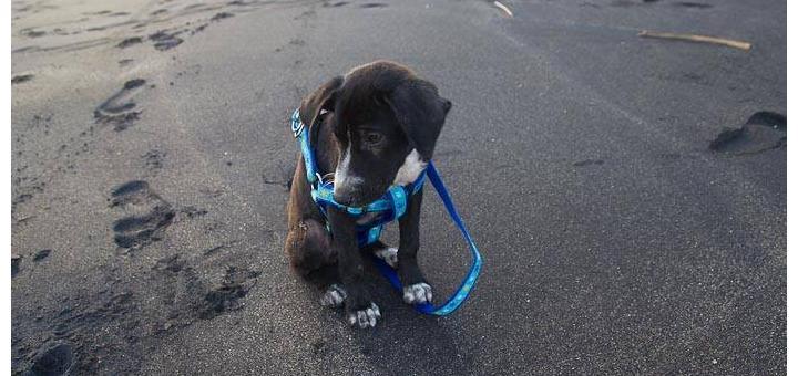 Puppy looking terrified on the beach.