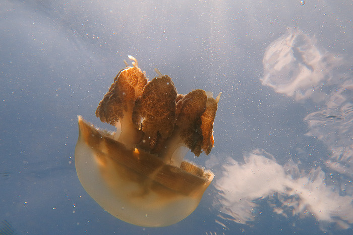 A stingless jellyfish. Haven't written about this yet, either.
