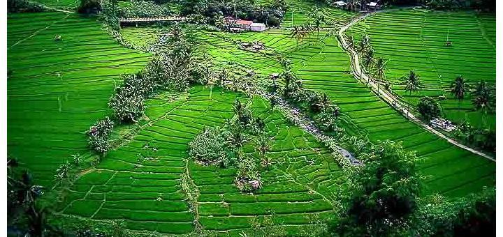 Ricefields in Bali