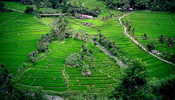 Ricefields in Bali