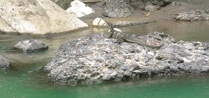 Sailfin dragon - "iguana" - lizard on the Maulu River, Toraja, Sulawesi.