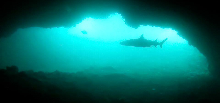 Blacktip reef shark cruises by the swimthrough, Gato Island, Malapascua.