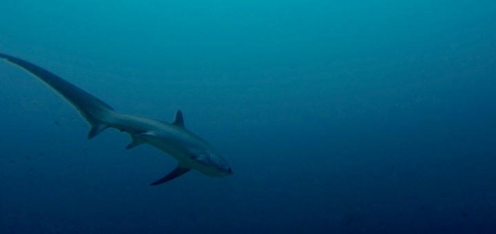 A thresher shark glides into the blue on Monad Shoal, Malapascua.