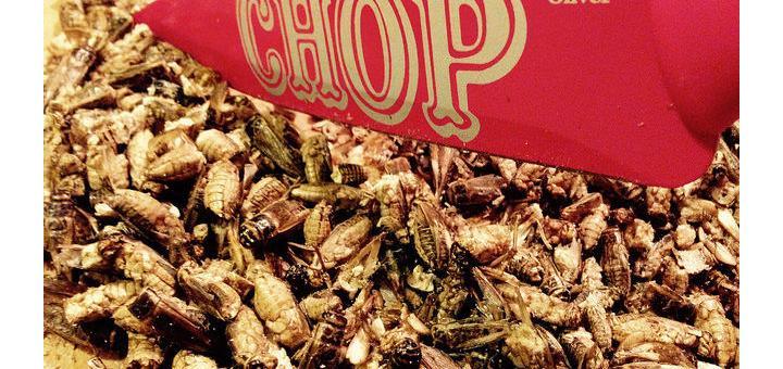Knife slices through edible insects