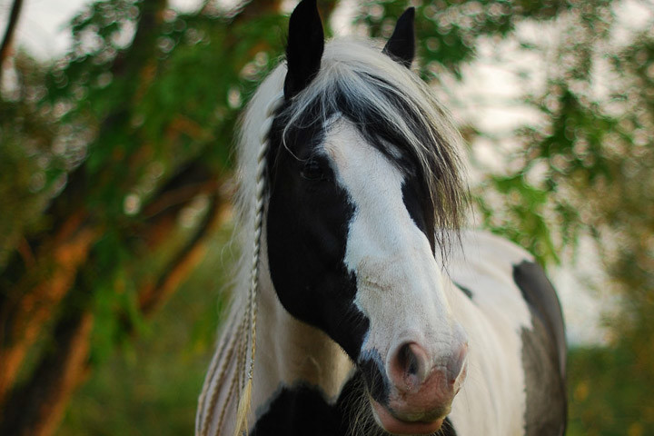 Horses. In Singapore.