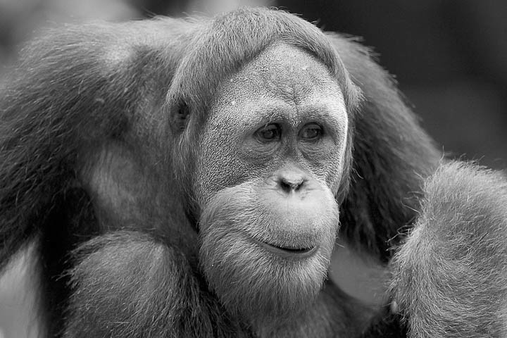 Meditative orangutan at Singapore Zoo.
