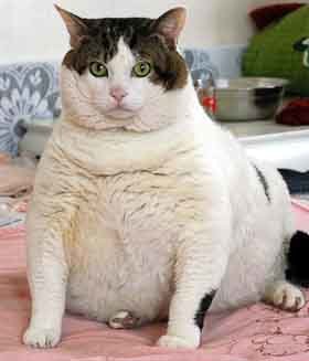 Obscenely fat cat glares at camera.