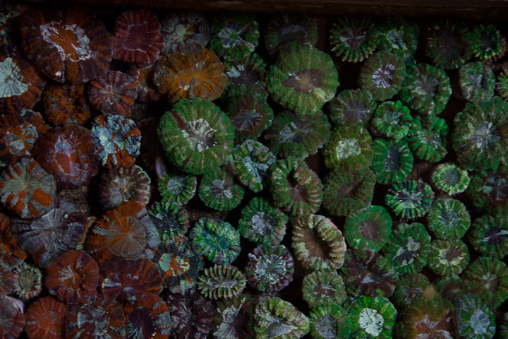 Red and green corals await sale to the aquarium trade.