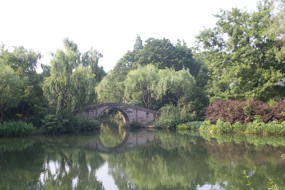 Lilies on West Lake, Hangzhou.