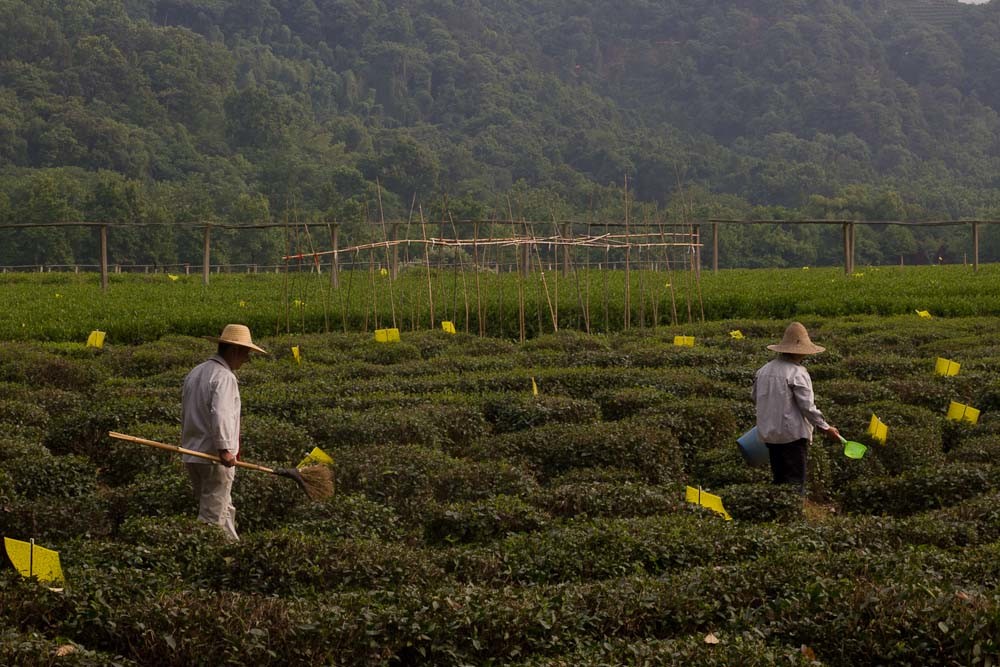 Picking tea in the Tea Museum, Hangzhou.