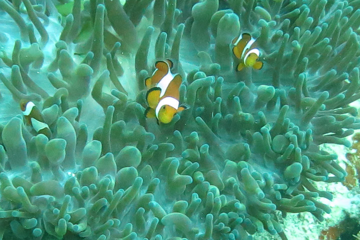 Clownfish father and child in anemone nest.