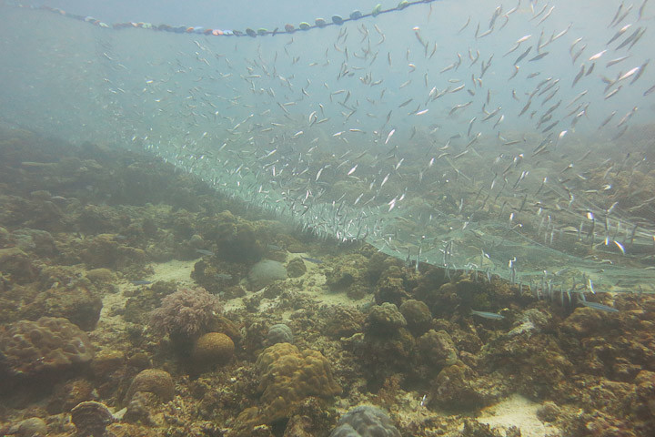 Fishing nets underwater off Kapoposang.