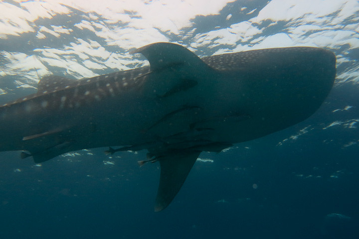 Whale shark with cleaner fish off Kapoposang.