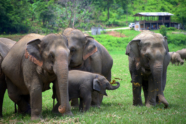 It's not elephant rights that are the elephant in the room at TBEX Asia - it's human rights.