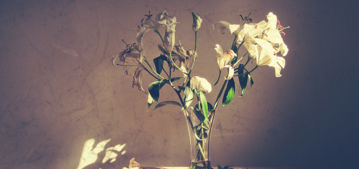 Lilies - half fresh, half aged, in a glass vase.