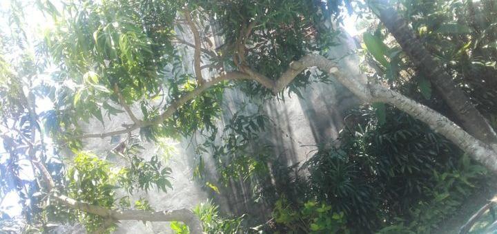 It's hard to see among the mango leaves...